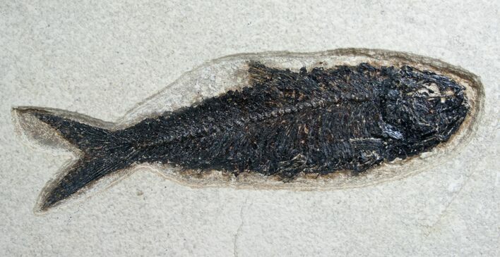 Giant Knightia Fossil Fish - Wyoming #8026